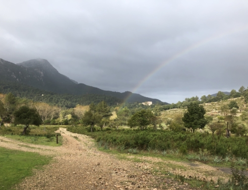 Trailløb Mallorca – langs Tramuntana bjergkæden fra vest til øst