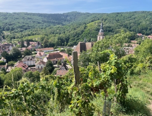 Nyhed – Running Grand Wine tour  – Trail run Alsace august 2025